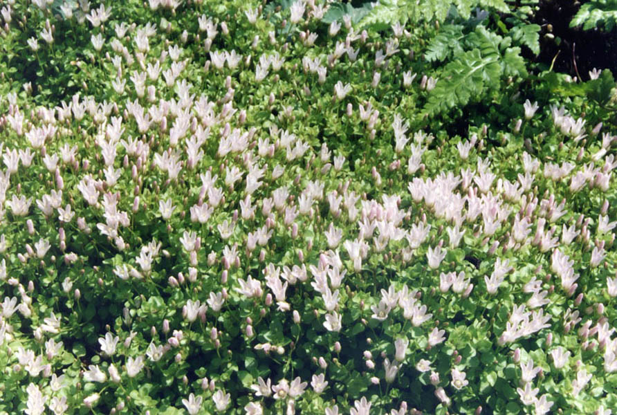 Lysimachia tenella en fleurs dans une tourbière basse, avec des tiges grêles et des feuilles translucides